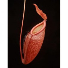 dubia x gymnamphora BE-4088