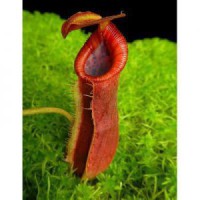 spathulata x lowii BE-4517 Pre
