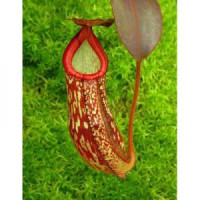 spectabilis x klossii BE-4559 