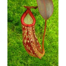 spectabilis x klossii BE-4559 