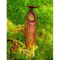 aristolochioides x veitchii BE-4565 Pre
