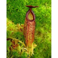 aristolochioides x veitchii BE-4565 Pre