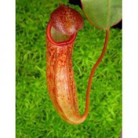 sibuyanensis x klossii BE-4566