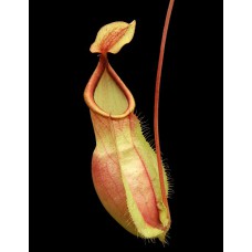spathulata x mirabilis var. globosa BE-4581 Pre