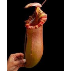 sibuyanensis x (veitchii x lowii) BE-4614 Pre