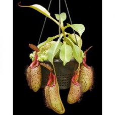 robcantleyi x (aristolochioides x spectabilis) BE-3966 Pre
