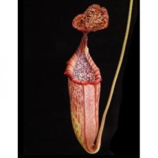 burbidgeae x petiolata BE-4042
