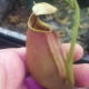 Nepenthes Lowland Nepenthes Lowland