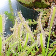 capensis green