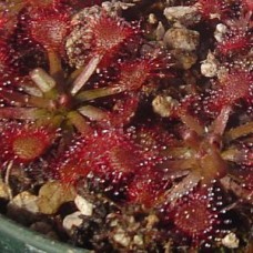 capillaris