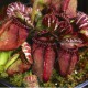 Cephalotus