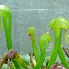 Cobra Lily