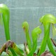Darlingtonia (Cobra Lily) Darlingtonia (Cobra Lily)