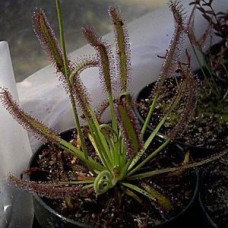 capensis typical
