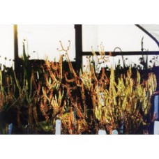 binata mixed varieties