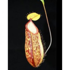 glabrata x hamata BE-3912 Pre