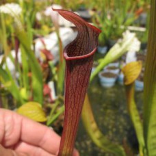 rubra gulfensis