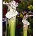 leucophylla typical