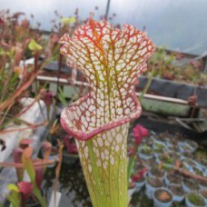 leucophylla typical