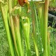 Sarracenia (Pitcher Plants) Sarracenia (Pitcher Plants)
