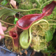 Nepenthes Highland Nepenthes Highland