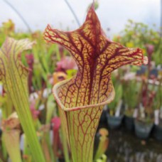mooreii x leucophylla