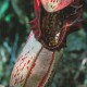 Nepenthes (Tropical Pitcher Plants) Nepenthes (Tropical Pitcher Plants)