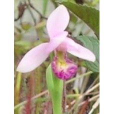 Pogonia ophioglossoides
