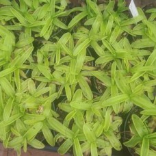 primuliflora