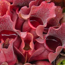purpurea mixed