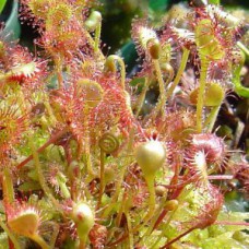 rotundifolia