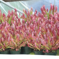 leucophylla x psittacina
