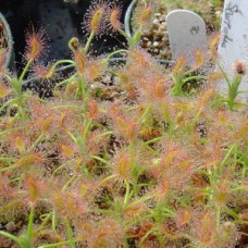 Scorpiodes