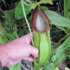 spathulata BE-3175