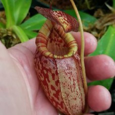 spectabilis x tenuis BE-3884 Pre