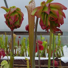 leucophylla tarnok