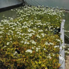 Typical mixed flytrap varieties