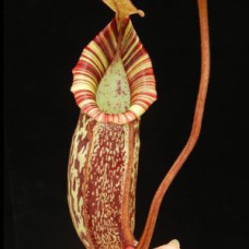 spectabilis giant x bongso BE-3991 Pre