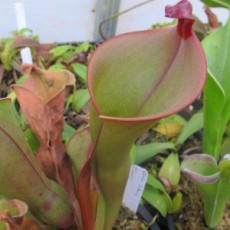 Heliamphora (Sun Pitchers) (0)
