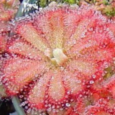Drosera (Sundews) (8)