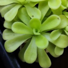 Pinguicula (Butterwort) (3)