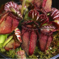 Cephalotus (0)