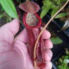 densiflora x rafflesiana BE-3719 Pre