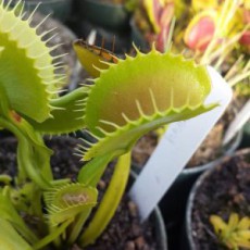 Dionaea (Venus Flytraps) (36)