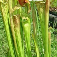 Sarracenia (Pitcher Plants) (28)