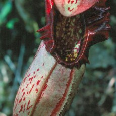 Nepenthes (Tropical Pitcher Plants) (195)