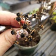 Seeds (1)