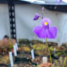 Utricularia (Bladderwort) (0)