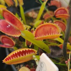 uk sawtooth