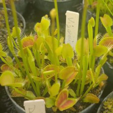 Vigorous